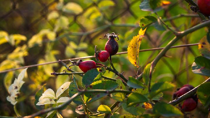 磷酸二氢钾的功效和作用是什么